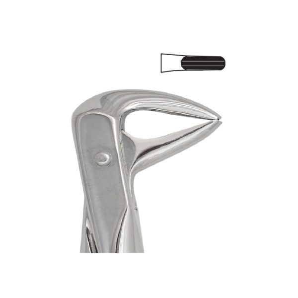 Tooth Forceps Englisth Pattern Fig. 123 – Accuram Instruments, Extraction Forceps
