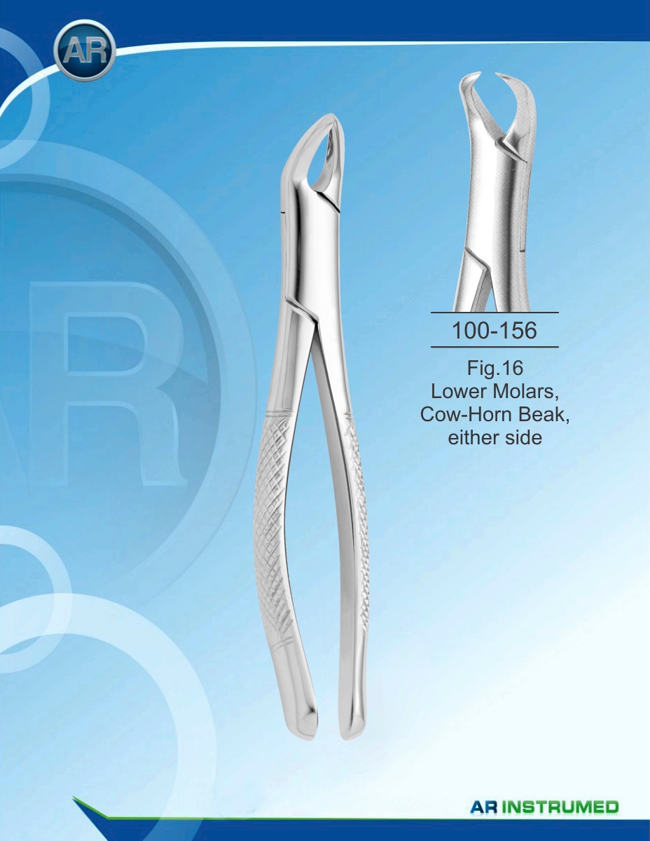 Fig.16 Lower Molars, Cow-Horn Beak, either side