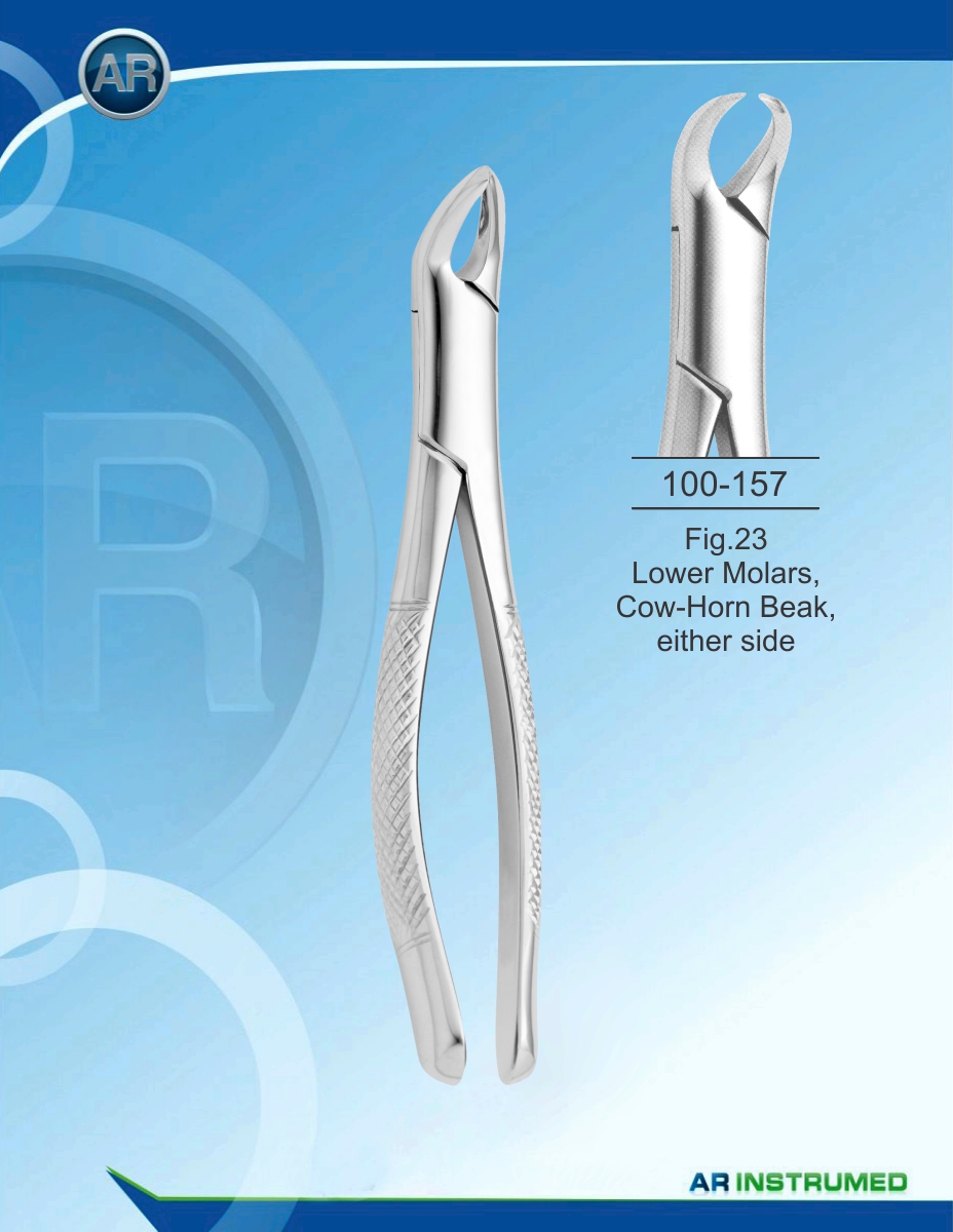 Fig.23 Lower Molars, Cow-Horn Beak, either side