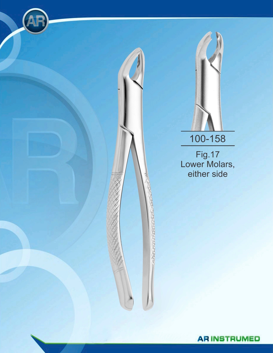 Fig.17 Lower Molars, either side