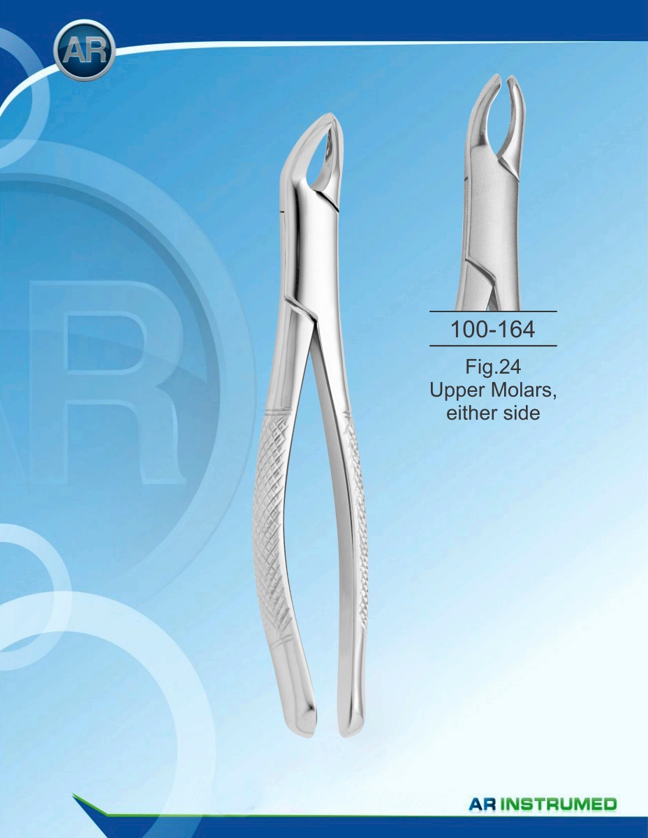 Fig.24 Upper Molars, either side