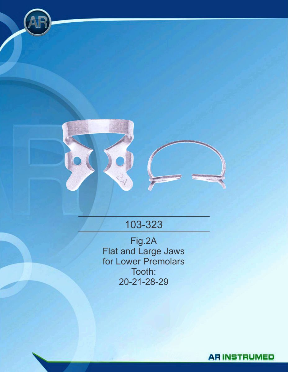 Fig.2A Flat and Large Jaws for Lower Premolars Tooth 20-21-28-29