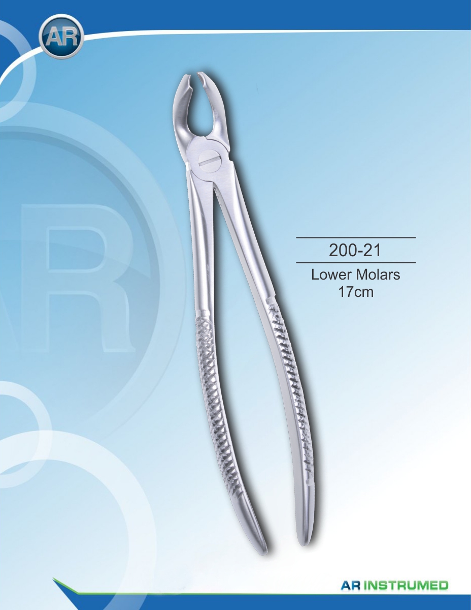 Lower Molars 17cm