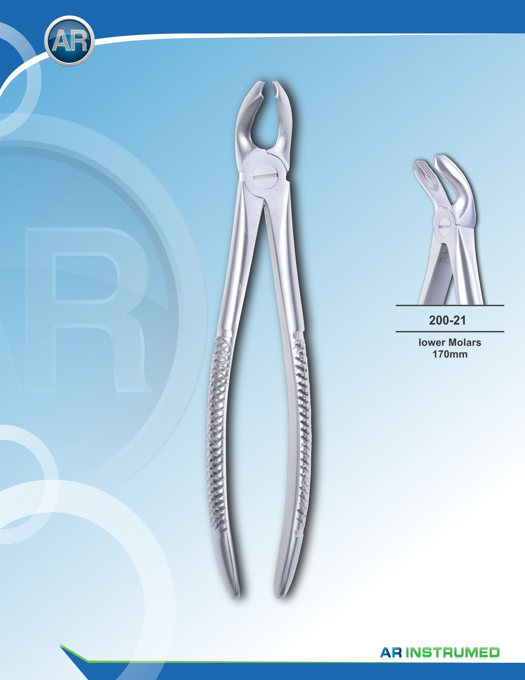 Lower Molars 17cm