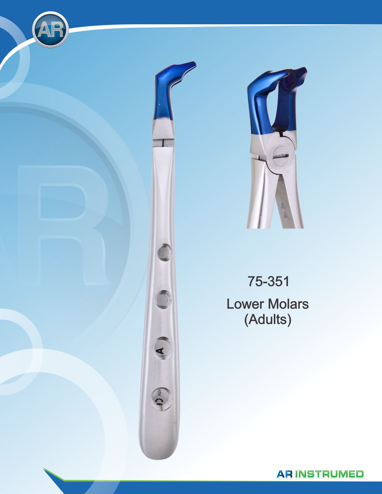 Lower Molars (Adults)