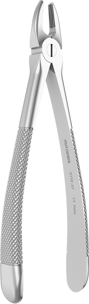 OK-Frontzähne, Prämolaren, Wurzeln - 15,3 cm - mit geriffelten Spitzen 0110-37