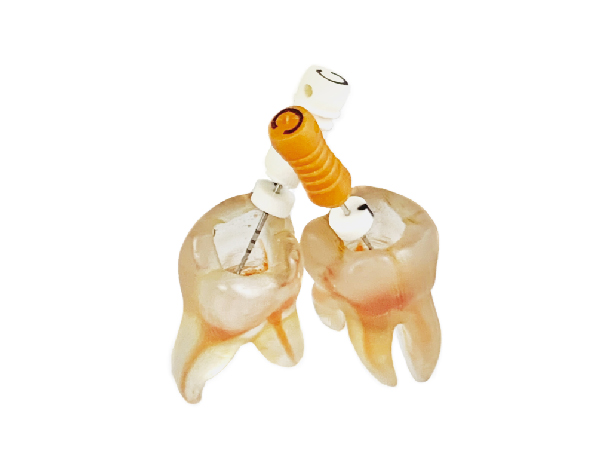 Endo Training Tooth