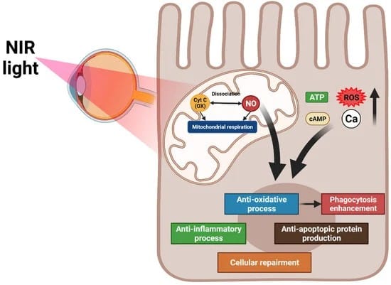 Lampe de photobiomodulation (PBM) FUSION