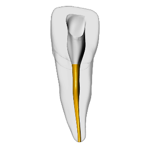 Incisor – Gutta percha, White | Dental Training Models | DRSK – DRSK Group AB, Absorbent Points