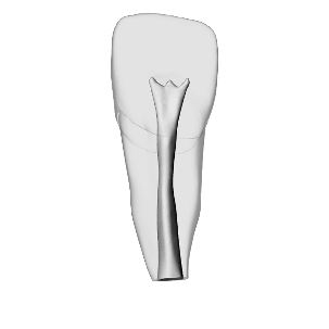 Incisor – Open apex, Radiopaque (White) | Dental Training Models | DRSK