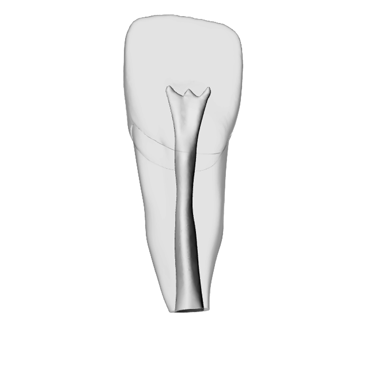 Incisor – Open apex, Clear | Dental Training Models | DRSK