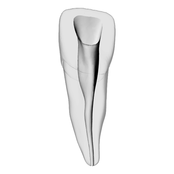 Incisor – Shaped canal, Clear | Dental Training Models | DRSK