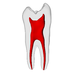 Premolar – Basic, Clear Root, White Crown, ~20# | Dental Training Models | DRSK