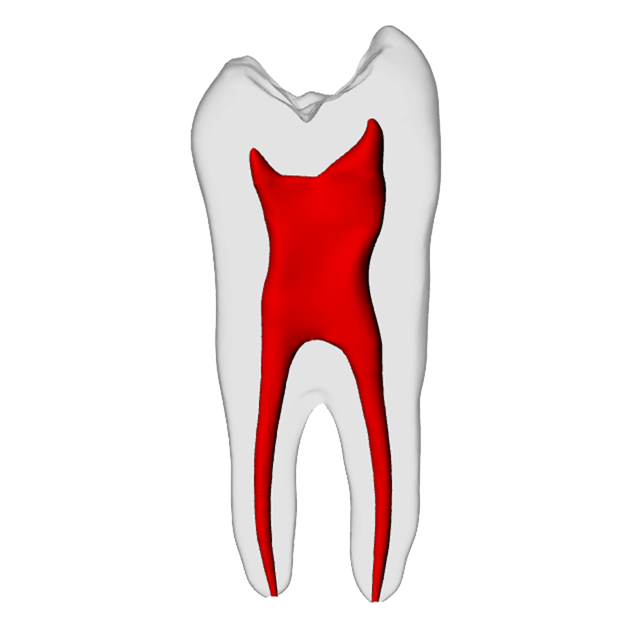 Premolar – Basic, Radiopaque (White) | Dental Training Models | DRSK