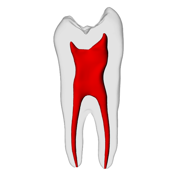 Premolar – Basic, Radiopaque (White) | Dental Training Models | DRSK