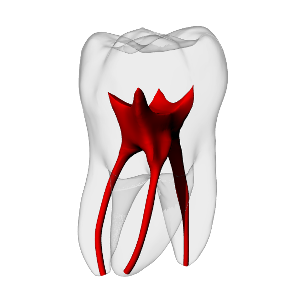 Molar – Basic, Clear Root, White Crown, ~20# | Dental Training Models | DRSK