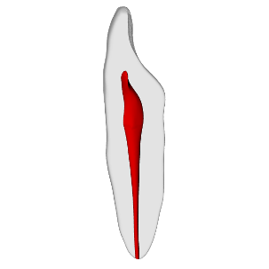 Incisor – Basic, Clear Root, White Crown, ~20# | Dental Training Models | DRSK – DRSK Group AB, Demonstration Models