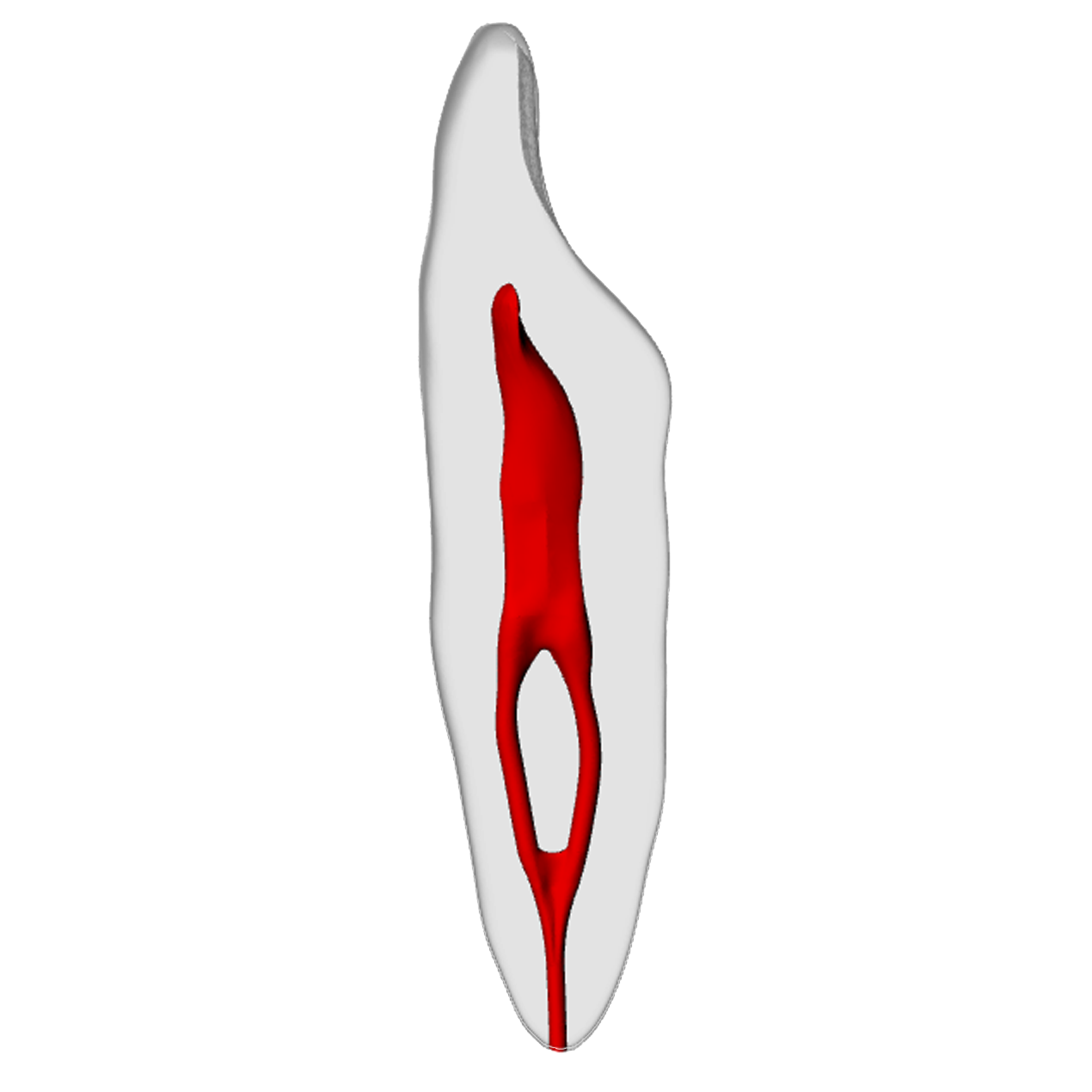 Incisor – Merging canal, Clear Root, White Crown, ~20# | Dental Training Models | DRSK