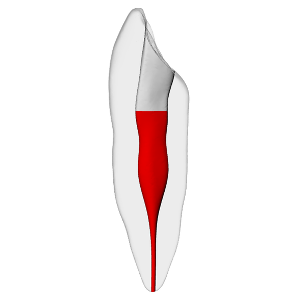 Canine – Accessed, Basic, Clear, ~20# | Dental Training Models | DRSK