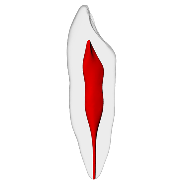 Canine – Basic, Clear Root, White Crown, ~20# | Dental Training Models | DRSK