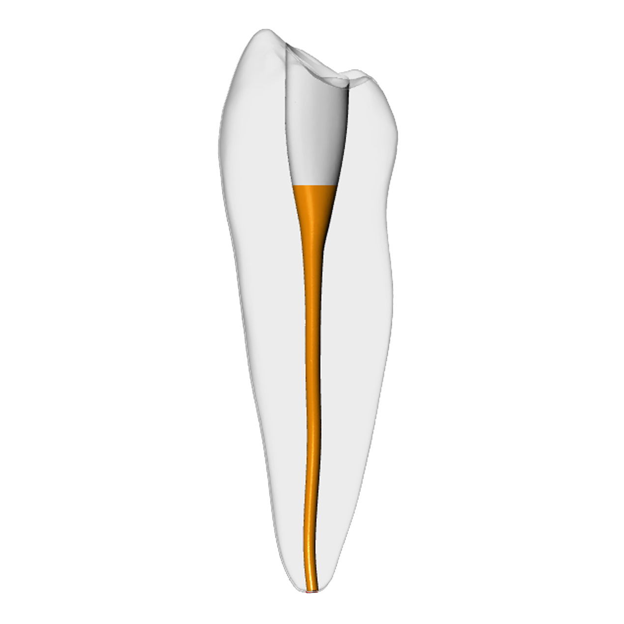 Premolar – Gutta percha, White | Dental Training Models | DRSK – DRSK Group AB