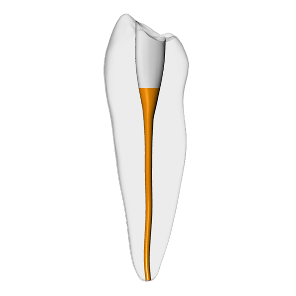 Premolar – Gutta percha, White | Dental Training Models | DRSK