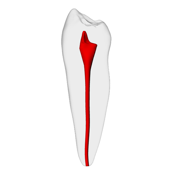 Premolar – Basic, Radiopaque (White) | Dental Training Models | DRSK