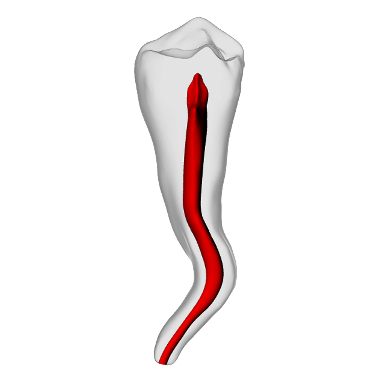 Premolar – Dilacerated, Radiopaque (White) | Dental Training Models | DRSK