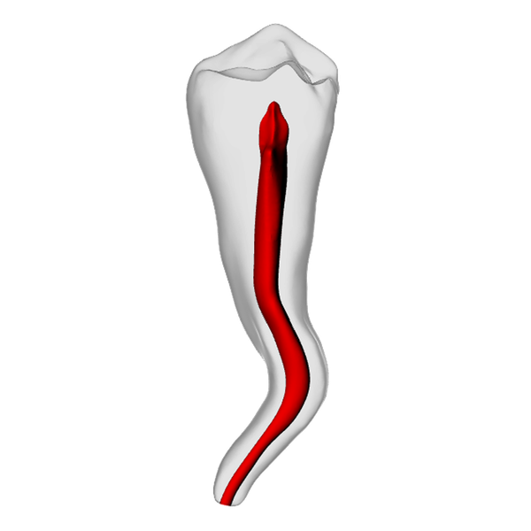 Premolar – Dilacerated, Radiopaque (White) | Dental Training Models | DRSK