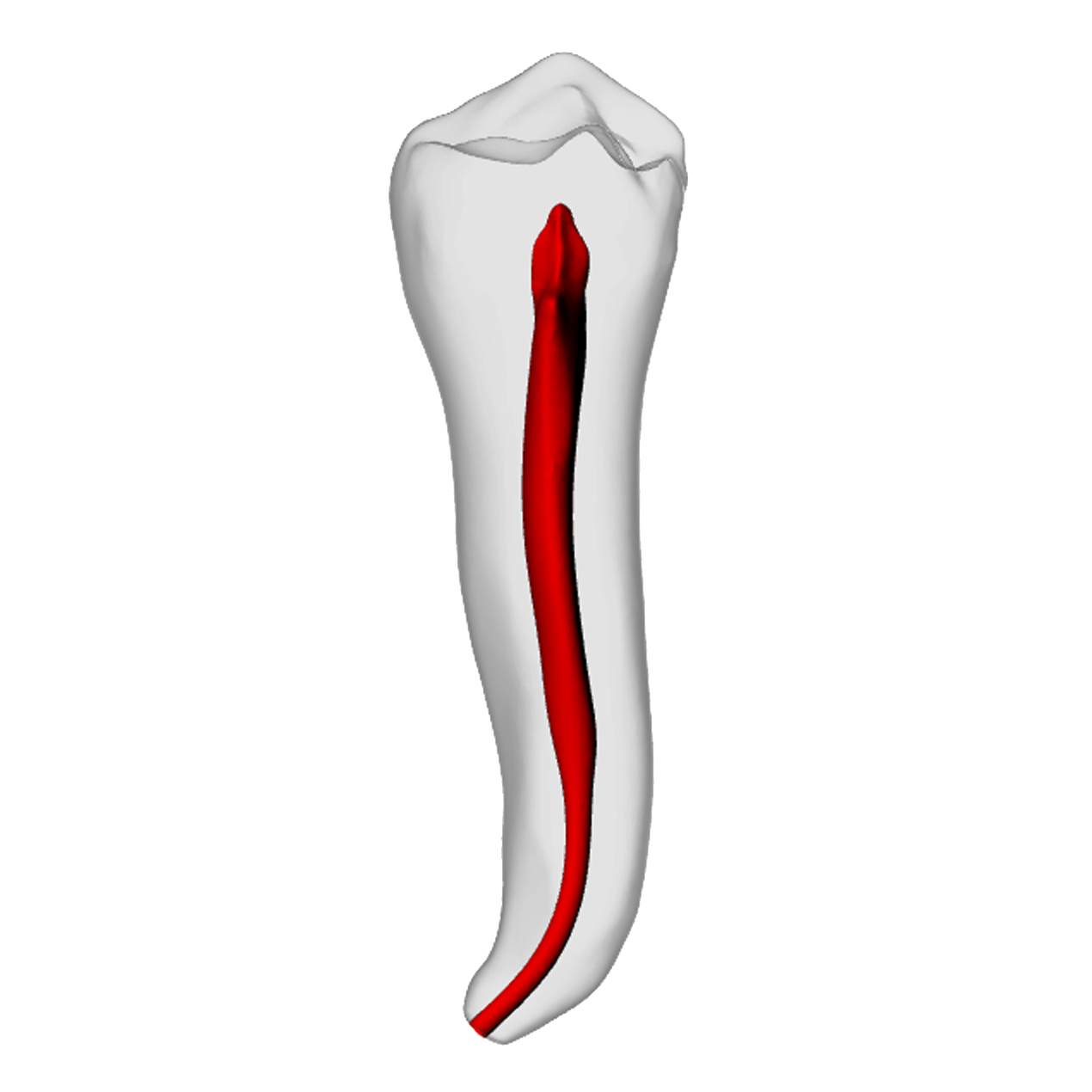 Premolar – Apical curve, White | Dental Training Models | DRSK