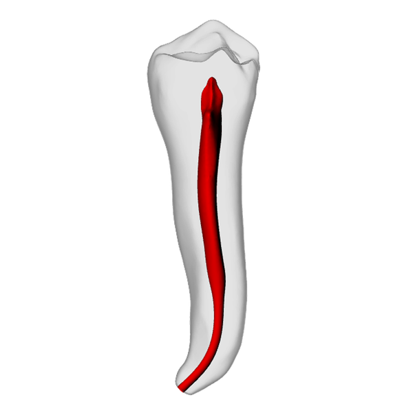 Premolar – Apical curve, Clear Root, White Crown | Dental Training Models | DRSK