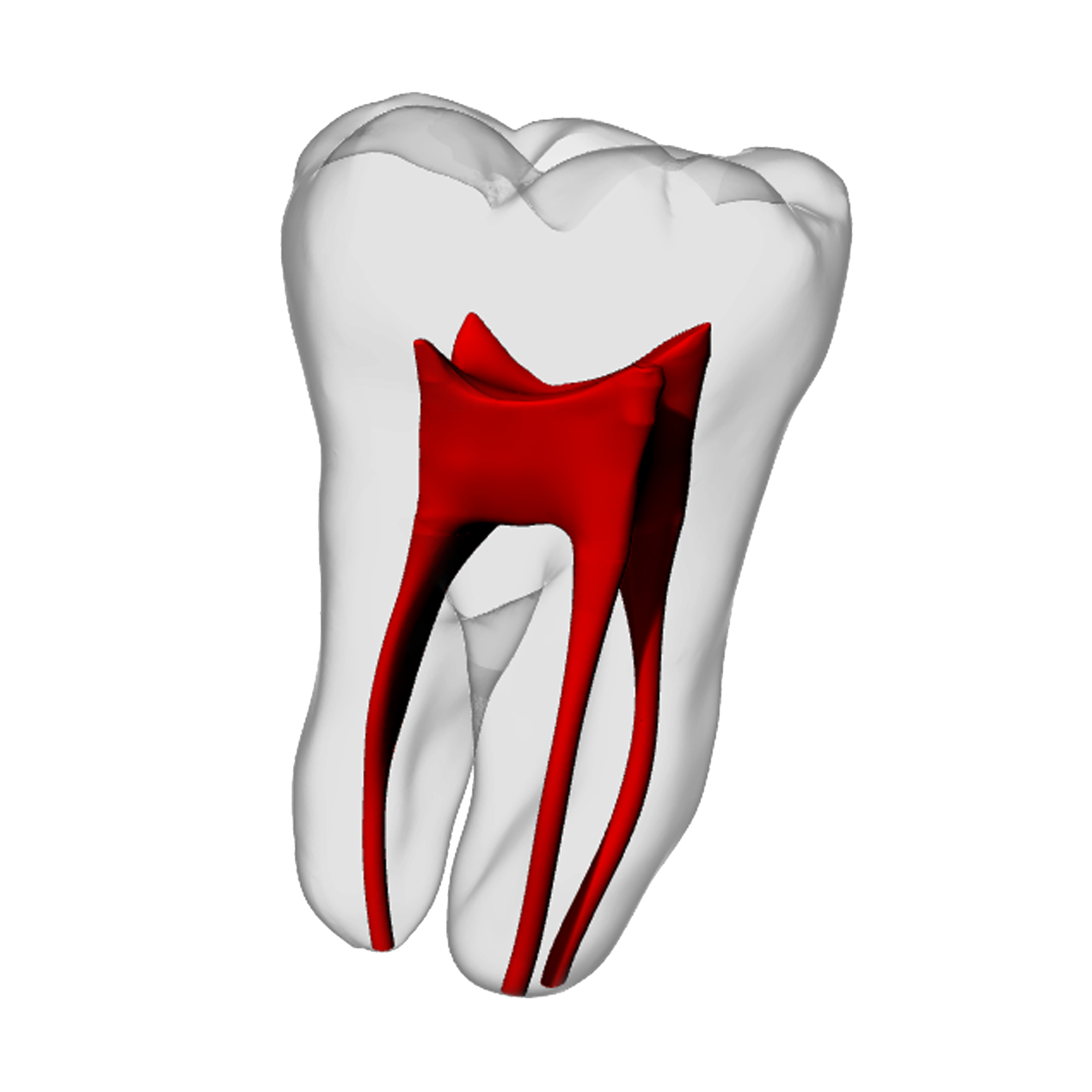 Molar – Basic, Clear | Dental Training Models | DRSK