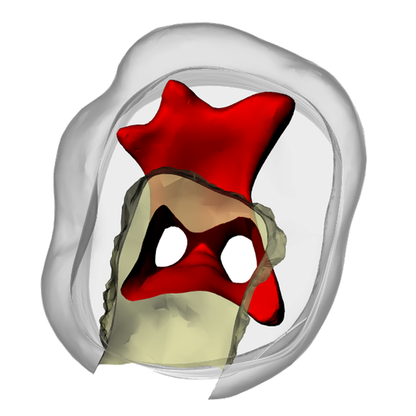 Primary mandibular second molar