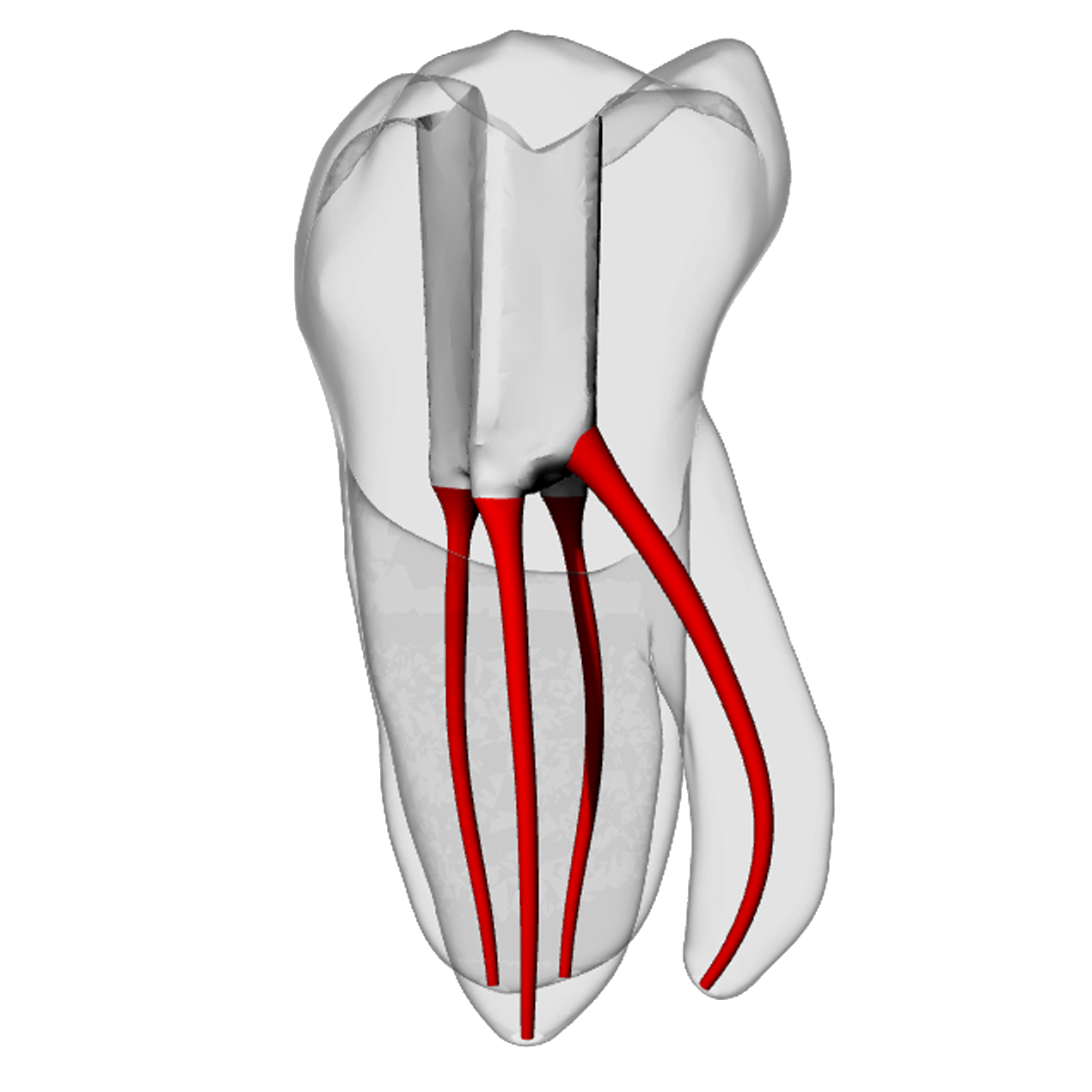 Molar – Radix entomolaris | Dental Training Models | DRSK