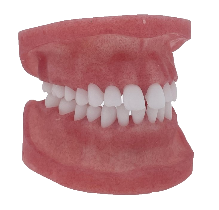 Modular Jaw Model – DRSK Group AB, Demomodelle