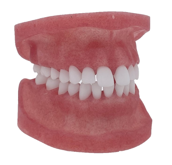Modular Jaw Model