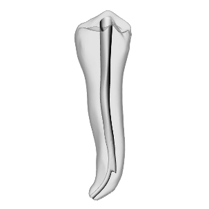 Premolar – Ledge | Dental Training Models | DRSK
