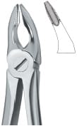Incisors and Bicuspids 35N