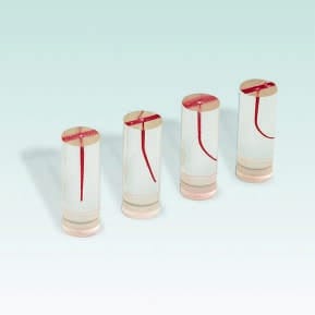 A-ETE-30 Modèle d'Entraînement Endodontique – Frasaco, Demonstration Models
