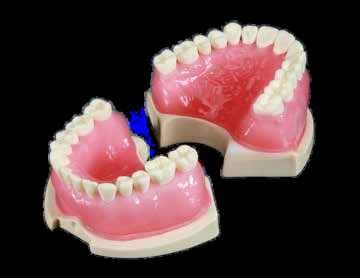 Anatomical Endodontic Jaws – Navadha Enterprises, Gypsum Additives, Die Hardeners and Plaster Removers