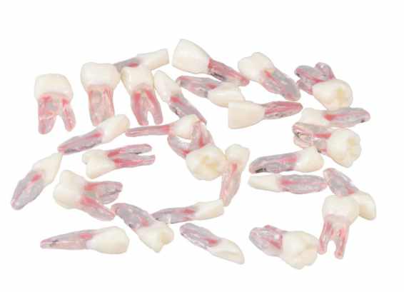 Anatomische Endodontische Ersatzzähne – Navadha Enterprises, Künstliche Zähne und Zubehör
