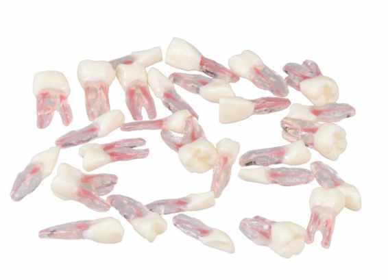 Anatomical Endodontic Replacement Teeth – Navadha Enterprises, Gypsum Additives, Die Hardeners and Plaster Removers