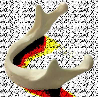 Anatomical Shape Simple Mandible