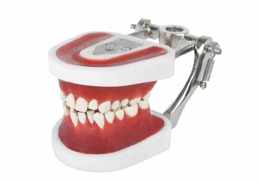 Typodonte orthodontique avec dents en Ivorine – Navadha Enterprises, Diagnostics
