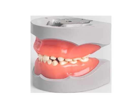 Pedodontic Mixed Dentition Model