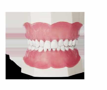 Primary Dentition Model – Navadha Enterprises, Equipment