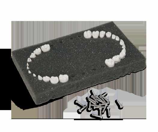 Teeth for Primary Dentition Model Foam Set