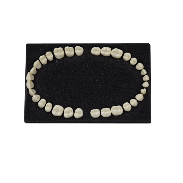 Arma Dental Phantom Tooth