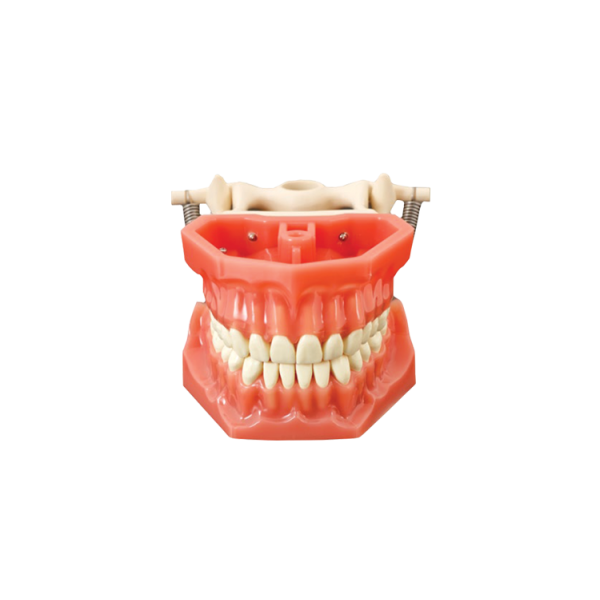 Arma Dental Study Model