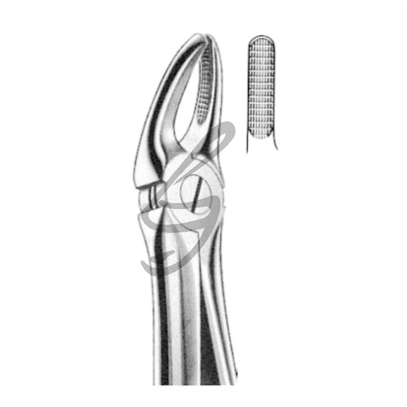 Zahnzange Fig 7 – Soligs, Extraction Forceps
